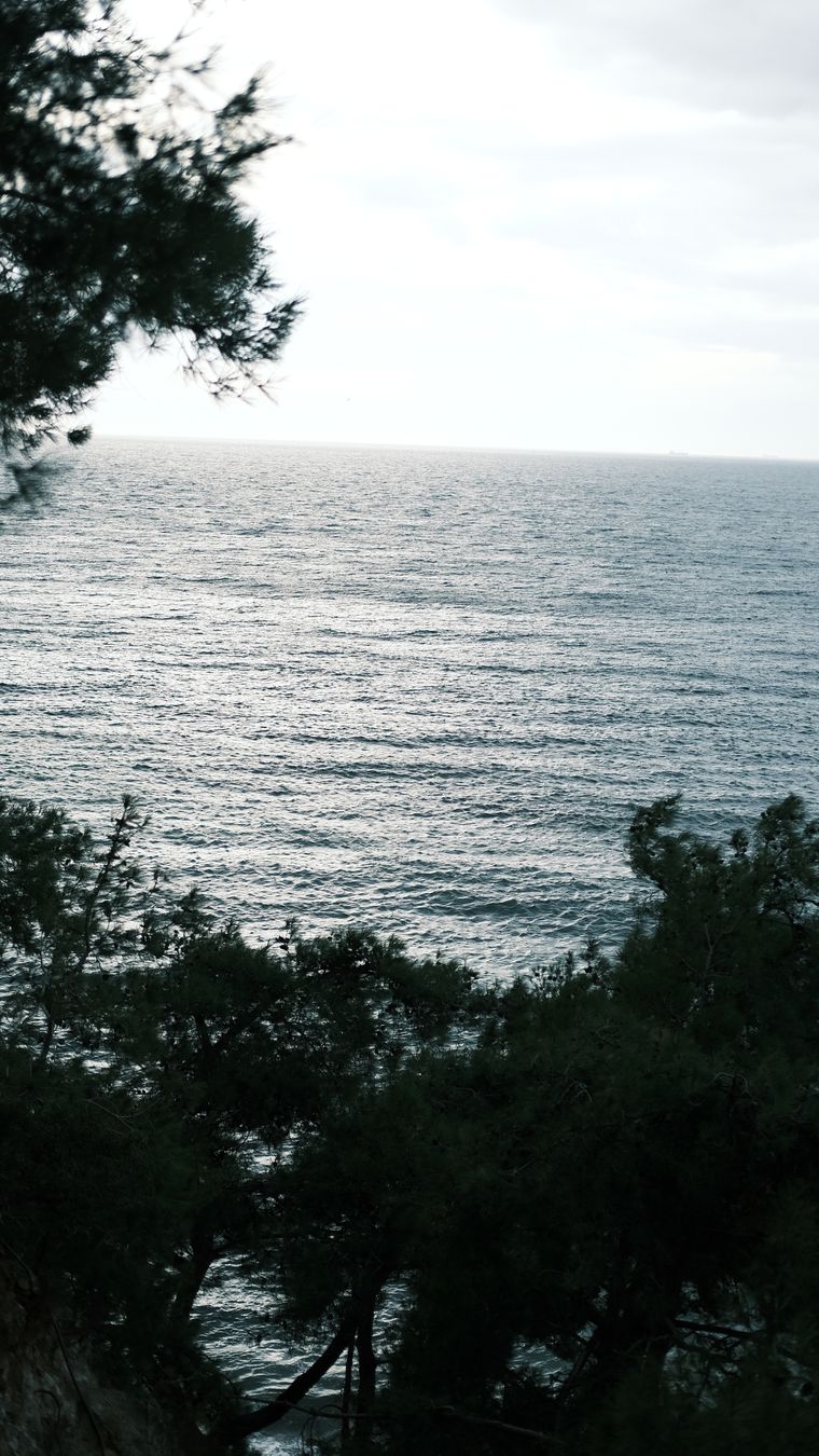 A calm sea seen through trees